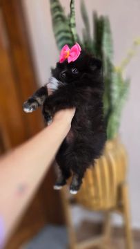 Lulu da Pomerânia Spitz fêmea 