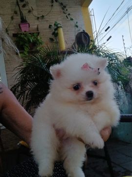 Spitz Alemão filhote