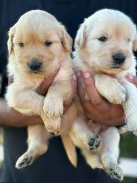 Filhotes Golden Retriever Lindos 