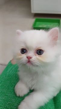  Persa Branco Carinhoso