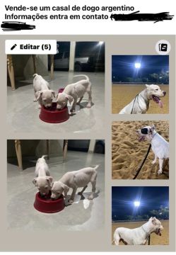 Casal de Dogo Argentino - Filhotes Lindos