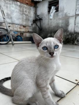 Adoção de Filhotes de Gatos Machos