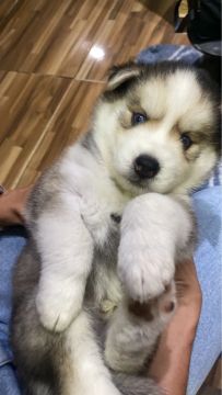 Filhote Husky Siberiano