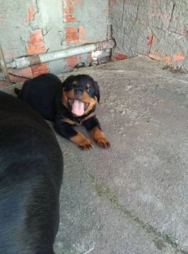 Filhote Macho . Rottweiler de Alto Padrão 