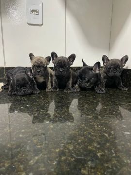 BULLDOG FRANCÊS 