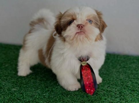 Filhote Shih Tzu 