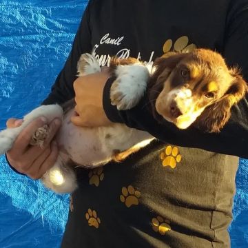  Cocker Spaniel Inglês Para Criança