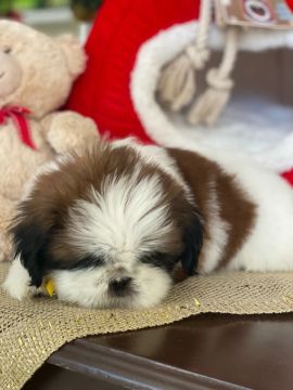 Feliz Páscoa com lindos Shihtzu pra você 