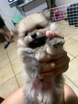 Filhote de Spitz Alemão (lulu da pomerânia)