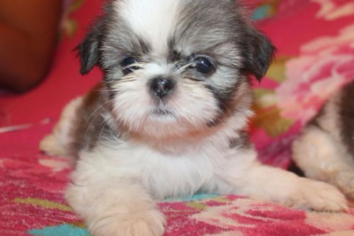 Filhote Shih Tzu lindo e carinhoso