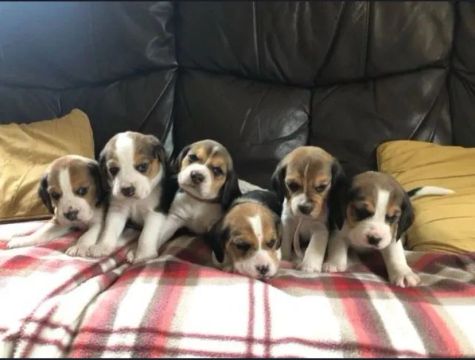 Filhotes Beagle Lindos