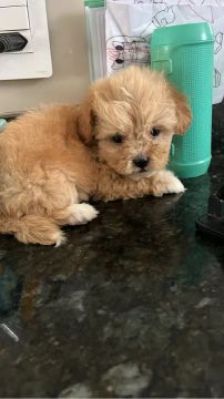 Filhote de Shih Tzu - Fofo e Carinhoso