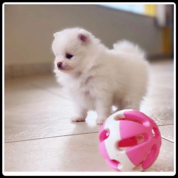 Mini lulu da Pomerania 