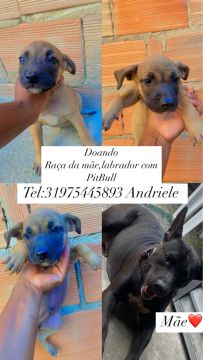 DOANDO CACHORRO 