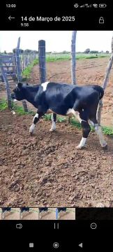 Mini gado a venda 