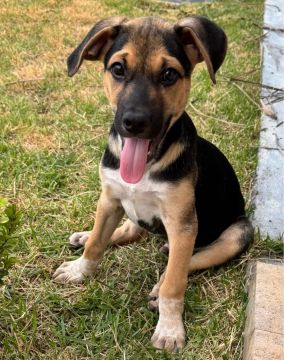 Doação GANHA CASTRAÇÃO de cachorro!!!!!