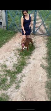 Pitmonster