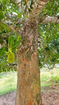 22 tarefas- Aceito Troca  Veículos 