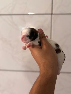 Casal de Shih tzu para reserva 