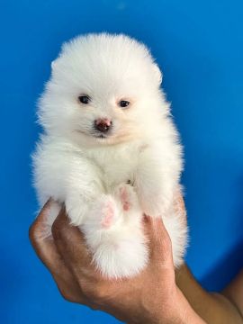 Filhote de Spitz-Pomerania-lulu 