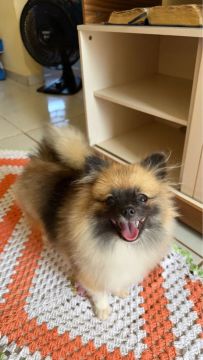 Filhote de Spitz Alemão