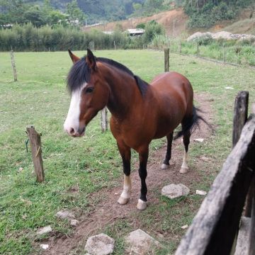 Égua CRIOULA mansa 