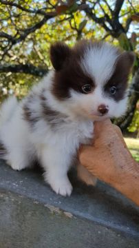 Spitz alemão 