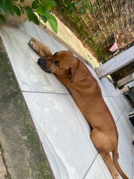 Doação cachorro adulto (macho e fêmea)