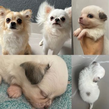 Lindos filhote de Chihuahua Macho