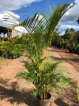 Temos mudas Areca bambu 