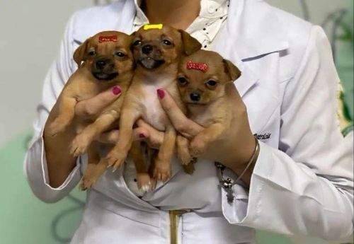 Filhotes de Pinscher n°1