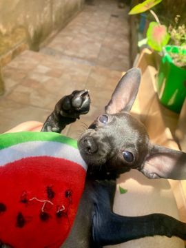 Pinscher fêmea 4 meses
