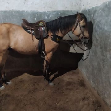 Cavalo Quarto de Milha para venda