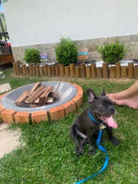 Buldogue francês macho 
