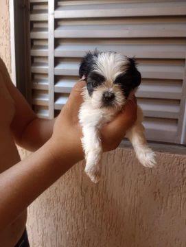 Filhote de shi Tzu avenda 
