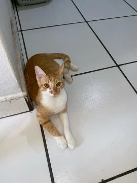 Doa-se um gatinho 