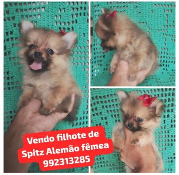 Vendo filhote de Spitz Alemão Fêmea