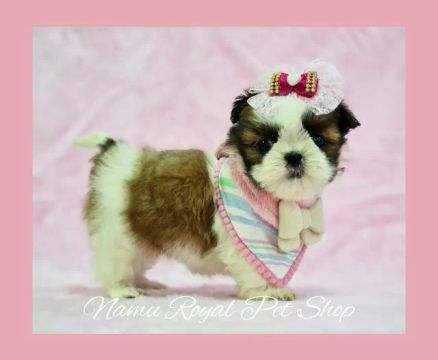 Shihtzu fêmea disponível