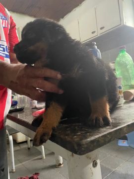 Filhotes de Rotweiller 