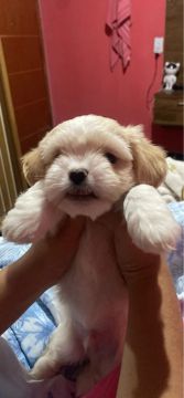 Cachorro shih tzu