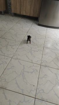 Pinscher 