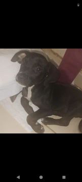 Filhote de cachorro preto e branco