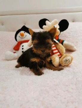 Yorkshire Terrier temos bastante filhotes 
