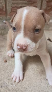 Pitbull macho