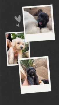 Filhotes de poodle 