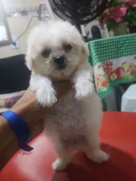 Filhote de Poodle toy