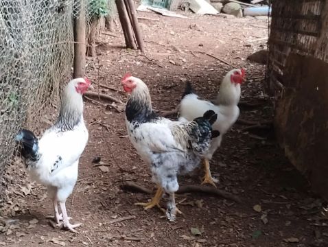 Aves