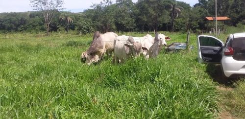Fazendinha terra de Cultura,Aroeira,poço alta Vazão,Piscina,Curral e Pastagem..