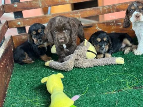 Cocker Spaniel inglês filhotes a venda