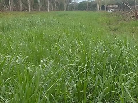 Fazenda na BR 319 em Porto Velho 